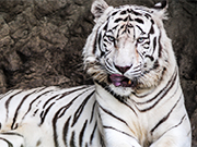 Jigsaw Puzzle Animal Kingdom - game